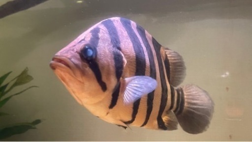 ダトニオプラスワン