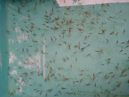金魚の稚魚ＭＩＸ100匹④