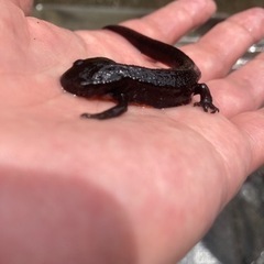 アカハライモリ（2匹で500円）の画像