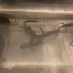 アカハライモリ（2匹で500円）の画像