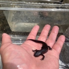 アカハライモリ（2匹で500円）の画像