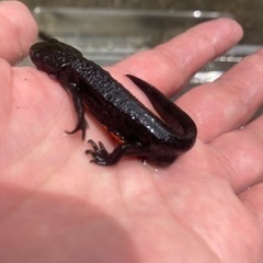 アカハライモリ（2匹で500円）の画像