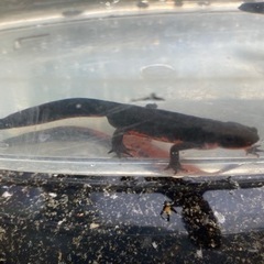 アカハライモリ（2匹で500円）の画像