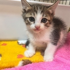 めちゃかわ♡黒猫♡キジ猫♡キジ白