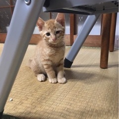 茶トラ子猫