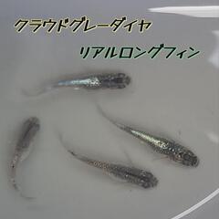 決まりました！クラウドグレーダイヤリアルロングフィン　めだか稚魚...