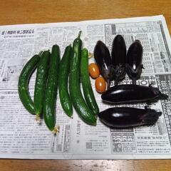 家庭菜園で採れた野菜