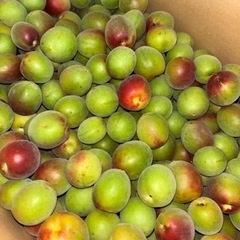 【減農薬】南高梅15kg