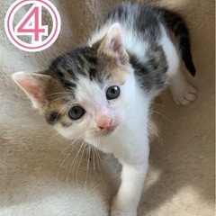 ☆2匹ともお話し中☆⑵1.5ヶ月𓃠𓈒 𓂂子猫
