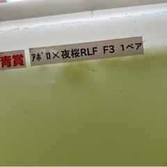 メダカ　アポロ×夜桜RLF   F5 　めだか の画像