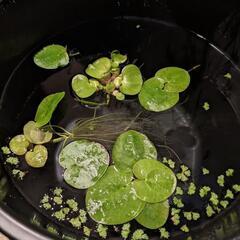 メダカ浮草３点♪