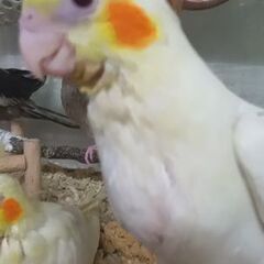オカメインコ軍団 - 春日部市