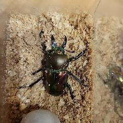 ニジイロクワガタ 成虫 ペア  ♂1匹×♀1匹