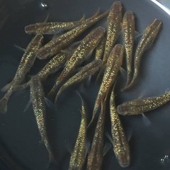 SALE 改良メダカ　琥珀ラメ　5匹　成魚