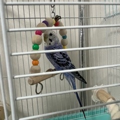 手乗りセキセイインコ