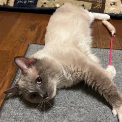 長毛ハンサムボーイ