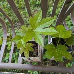 カエデの一年物とヤツデです！ミニ盆栽に！の画像