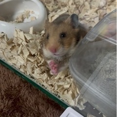 ゴールデンハムスター　ノーマル 女の子 1匹