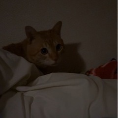 保護猫