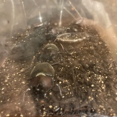 カブトムシ　成虫　オス　メス　ペア