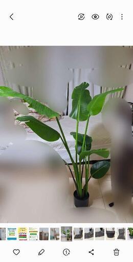 観葉植物　木　フェイク　ニトリ