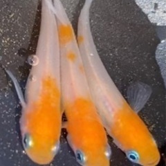 メダカ　小町