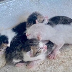 子猫や猫さんの預かりボランティア募集🐈