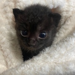 乳飲子♀黒猫のマーリー