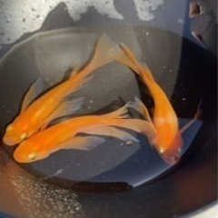 メダカ