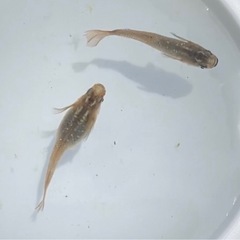 メダカ