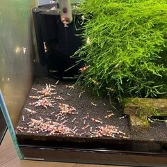 レッドビーシュリンプ20匹＋ウィローモスの画像