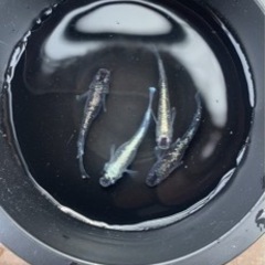 メダカ
