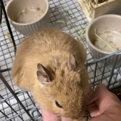 デグーの里親を探しています