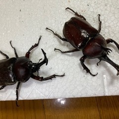 【完売】 カブトムシ1ペア¥700
