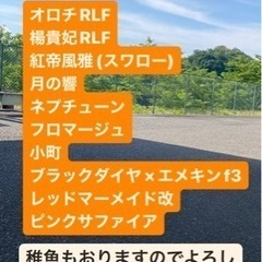 メダカ