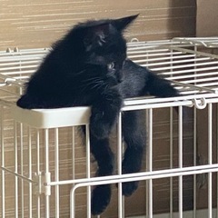 黒猫
