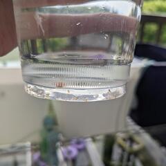 【オマケ】オオミジンコ 30匹 メダカ めだか 針子 お守役 餌 おやつの画像