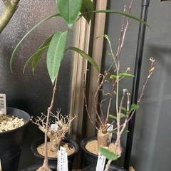 ペトペンチアナタレンシス　フォッケアエデュレス火星人　塊根植物　...