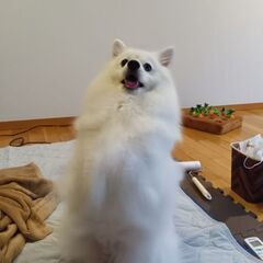 ポメとスピッツのミックス　メス