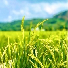 (完売)群馬水上町産お米コシヒカリ白米2kg～10kg