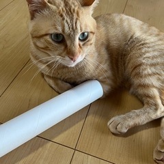 茶トラの男の子探してます。