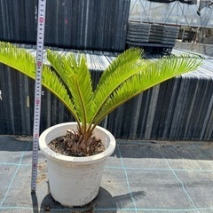 蘇鉄　ソテツ　 ガーデニング　近場配達可能　引き取り限定　リゾー...