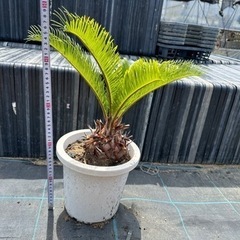 蘇鉄　ソテツ　 ガーデニング　近場配達可能　引き取り限定　リゾー...