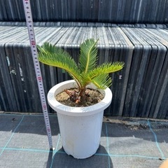 蘇鉄　ソテツ　 ガーデニング　近場配達可能　引き取り限定　No.7