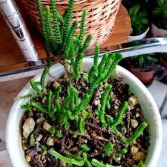 【多肉植物】クラッスラ属『若緑』(WMR-SA500)の画像