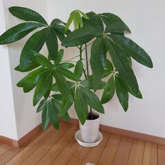 観葉植物(パキラ)