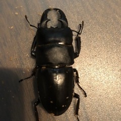 少し小さいヒラタクワガタ、オス５匹