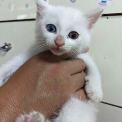 沢山のお問い合わせありがとうございました😊里親様決まりました