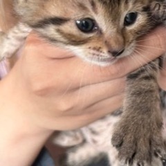 キジトラ姉妹