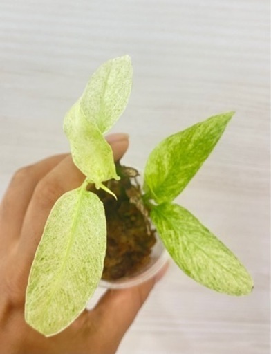 斑入りラニアタ植物